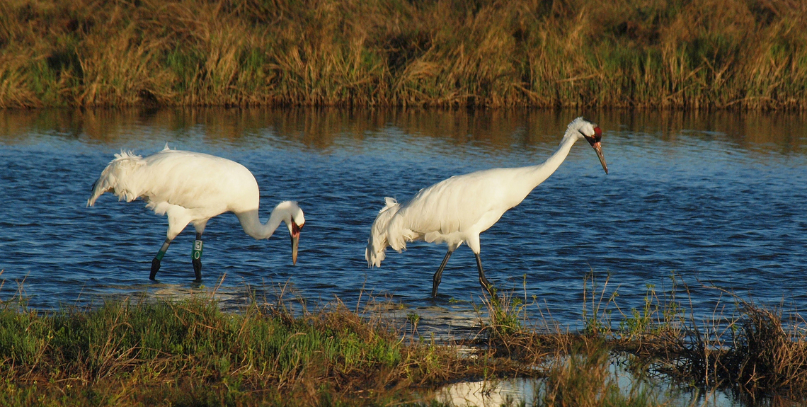 Pair of Whooping Cranes Aransas NWR, photographed from boat. Grus americana,Whooping crane