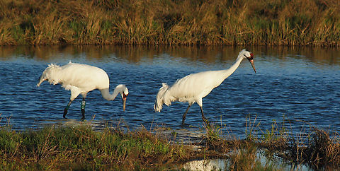 Pair of Whooping Cranes Aransas NWR, photographed from boat. Grus americana,Whooping crane