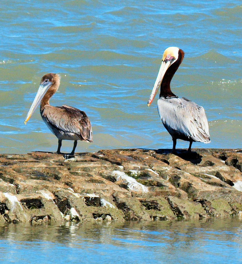 Pelicans X2 Brown Pelicans at Aransas NWR Brown pelican,Pelecanus occidentalis