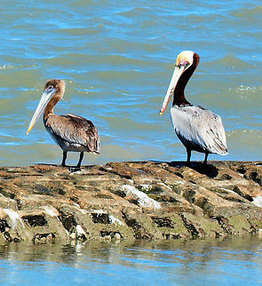 Pelicans X2 Brown Pelicans at Aransas NWR Brown pelican,Pelecanus occidentalis