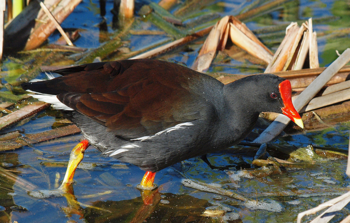 Common Gallinule viewed at wildlife viewing site located in Port Aransas, TX Common gallinule,Gallinula galeata