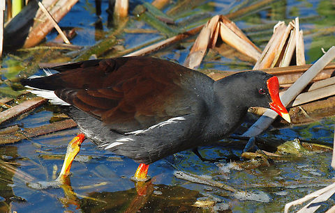 Common Gallinule viewed at wildlife viewing site located in Port Aransas, TX Common gallinule,Gallinula galeata