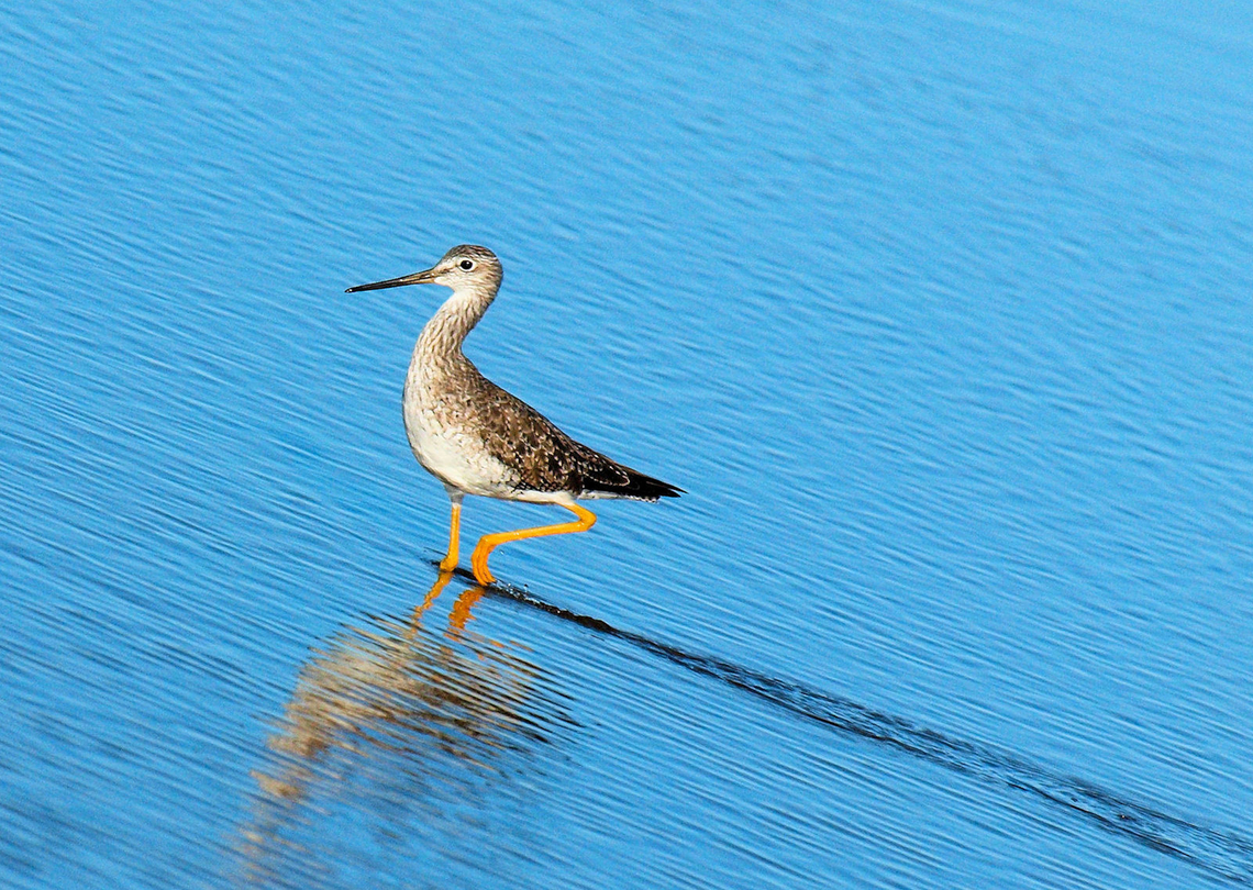 Greater yellow legs Photographed in Port Aransas, TX Greater yellow legs,Tringa melanoleuca