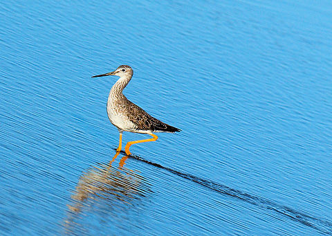 Greater yellow legs Photographed in Port Aransas, TX Greater yellow legs,Tringa melanoleuca