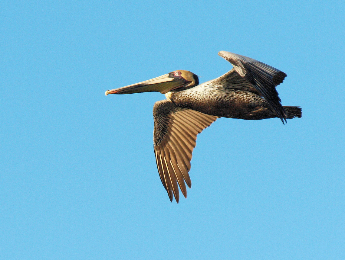 Brown Pelican Photographed in Port Aransas, Tx Brown pelican,Pelecanus occidentalis