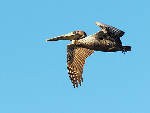 Brown Pelican Photographed in Port Aransas, Tx Brown pelican,Pelecanus occidentalis