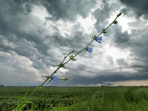 Wild Blue flowers(Common chicory) Common chicory in rural NE Missouri Cichorium intybus,Common Chicory,blue flowers