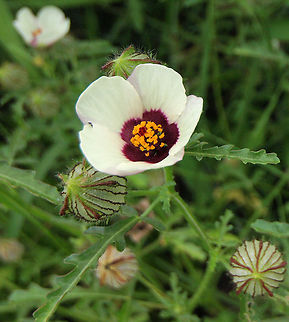Halberd leaf rose mallow wild flower photographed in NE Missouri Hibiscus laevis,hibiscus laevis