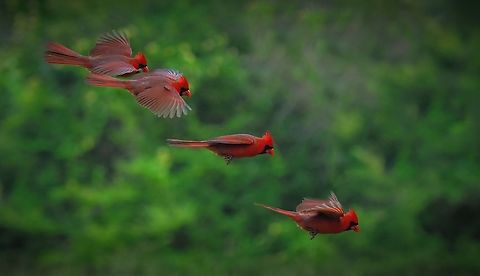 Cardinal Incoming Composite illustration of male cardinal preparing to land. Olympus EM-1 mk2 Cardinalis cardinalis,Northern Cardinal