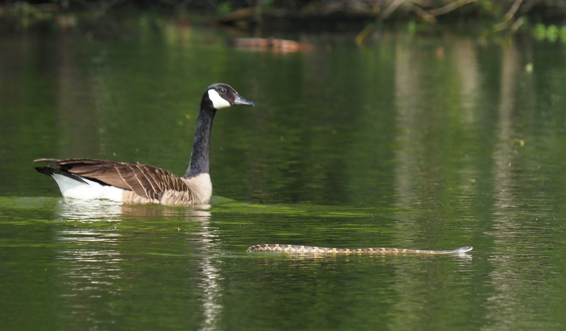 Blotched Water Snake  (Nerodia erythrogaster transversa) pond in N. central Texas Nerodia erythrogaster,Nerodia erythrogaster. Blotched watersnake