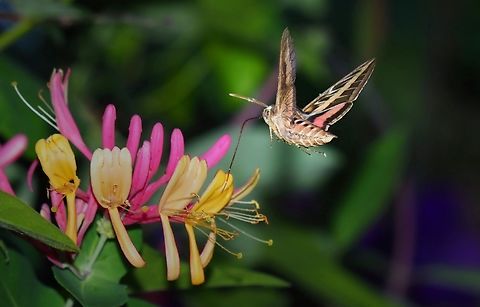 Honeysuckle coral visitor. White-line sphinx moth feeding on Lonicera caprifolium, cultivated in N. Texas garden. Goat-leaf honeysuckle,Lonicera caprifolium
