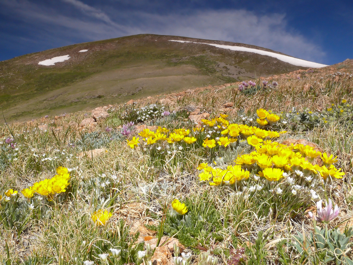 Alpine Sunflower Culebra Range, Colorado.  Below Teddy&#039;s Peak Hymenoxys grandiflora