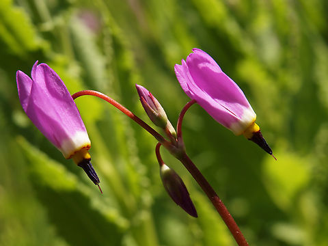 Shooting Star Primrose Family.  Colorado Dodecatheon pulchellum,Prairie shooting star