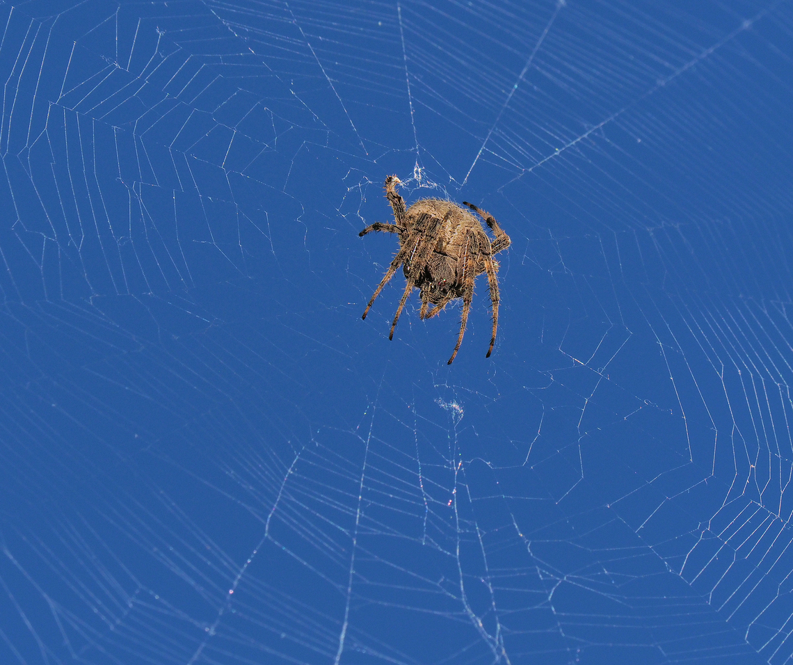 Orb weaver in Argyle, TX Either Neoscona or Araneus Araneus,Neoscona