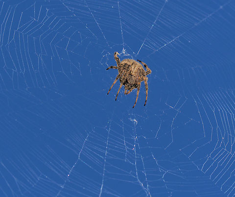 Orb weaver in Argyle, TX Either Neoscona or Araneus Araneus,Neoscona