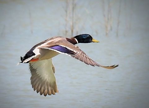 Mallard drake Flying low above North Texas pond. Olympus EM-1 mk2 Anas platyrhynchos,Mallard