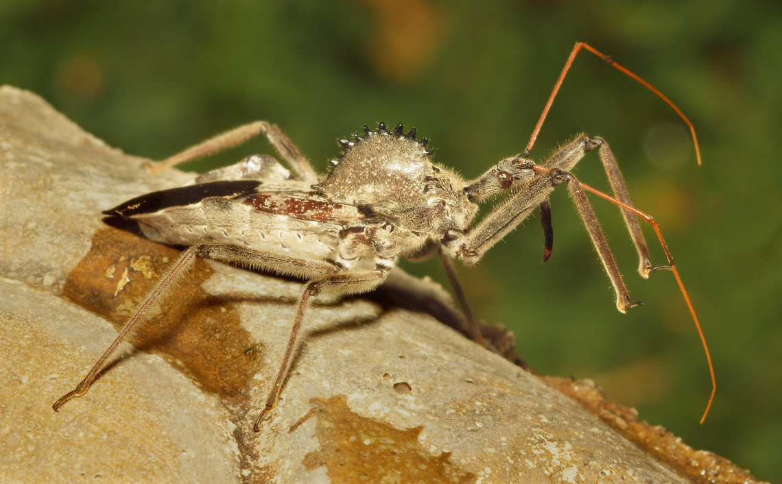Assassin bug with a bite Family Reduviidae.  Beneficial, not aggressive, but can deliver a painful bite. Arilus cristatus,Wheel bug