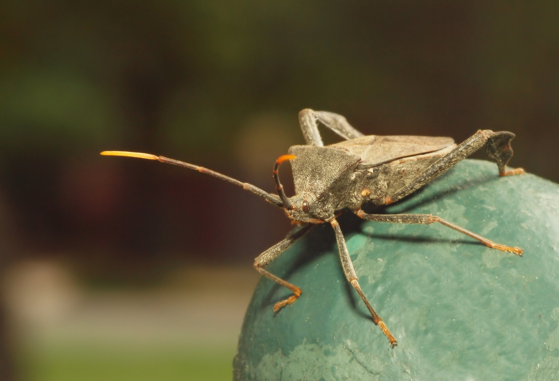 Leaf-Footed in North Texas Argyle, Tx near Dallas .Western leaf-footed bug. Looks similar to assassin bug , but reportedly is not a bite danger, although the hinged beak looks menacing!. Acanthocephala terminalis,Leptoglossus zonatus