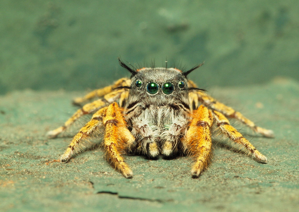 Green-eyed Male Phidippus mastaceus photographed in Argyle, Tx, 10-21-23.  Jumper likes to descend from pecan tree and hunt on adjacent fence. Phidippus mastaceus,Phidippus mystaceus