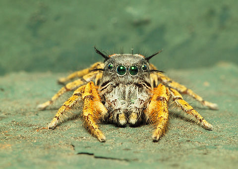 Green-eyed Male Phidippus mastaceus photographed in Argyle, Tx, 10-21-23.  Jumper likes to descend from pecan tree and hunt on adjacent fence. Phidippus mastaceus,Phidippus mystaceus