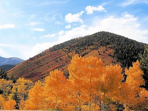 Quaking Aspen and scrub oak Quaking aspen and scrub oak(quercus gambelii) descending Cucharas Pass in southern Colorado. Oct. 10, 2023 Populus tremuloides; scrub oak(quercus gambelii)