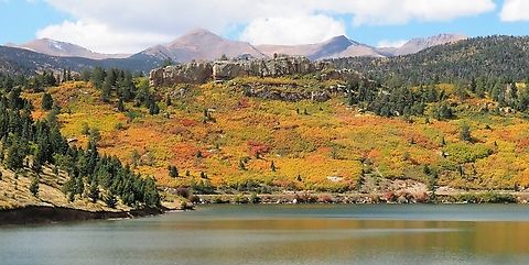 Scrub Oak: Gambel Oak Colorful scrub oak, Oct. 2023, on slopes above North Lake.  Viewed along Highway of Legends, route 12, a highway in southern Colorado.  Portion of Dakota Wall with peaks of Culebra Range in background. Gambel oak,Quercus gambelii