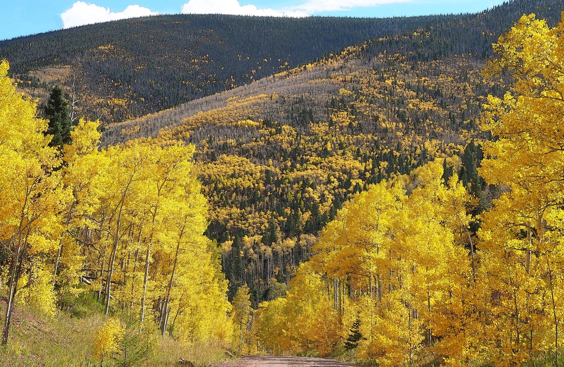 Quaking Aspen in Southern Colorado Viewed on forest service road to Purgotoire CG off of Highway 12.  10-10-23 Populus tremuloides