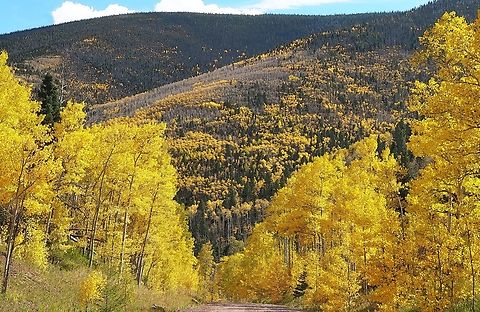 Quaking Aspen in Southern Colorado Viewed on forest service road to Purgotoire CG off of Highway 12.  10-10-23 Populus tremuloides