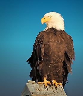 Bald Eagle in Wrangell Wrangell, Ak eagle perched on light pole  near ferry terminal. 2018 Bald eagle,Haliaeetus leucocephalus