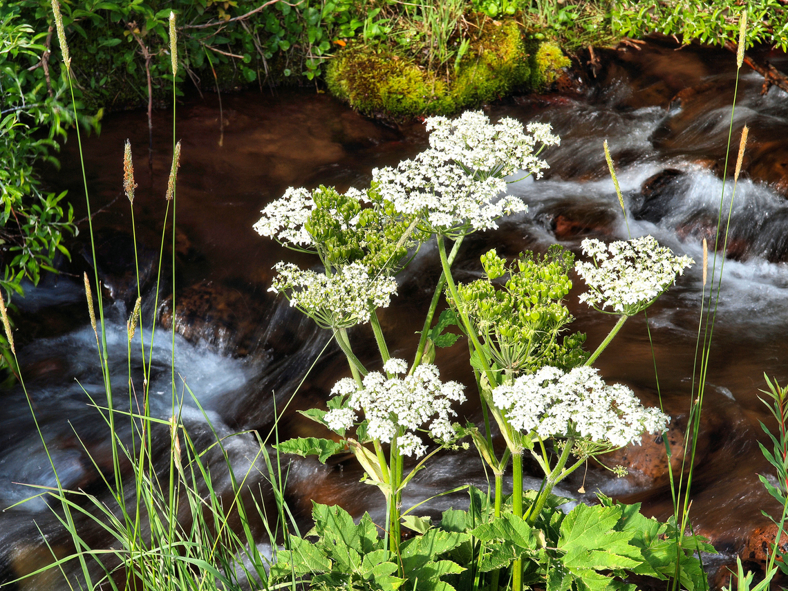 Cow Parsnip Photographed on Cucharas river in S. Colorado Cow Parsnip,Heracleum maximum