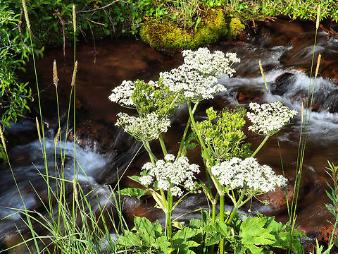 Cow Parsnip Photographed on Cucharas river in S. Colorado Cow Parsnip,Heracleum maximum