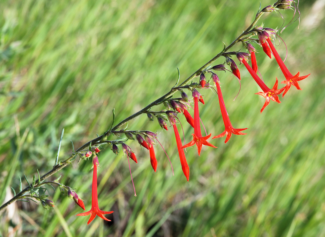 Scarlet Gilia Seen along mountain stream in Southern Colorado Ipomopis aggregata,Ipomopsis aggregata