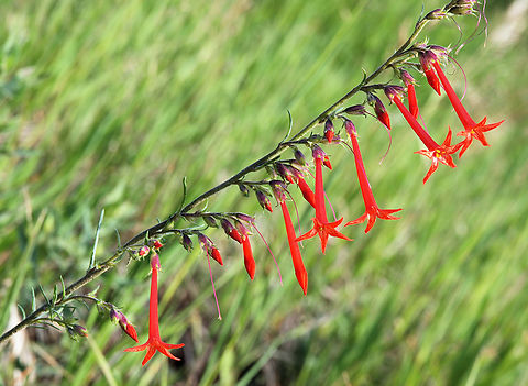 Scarlet Gilia Seen along mountain stream in Southern Colorado Ipomopis aggregata,Ipomopsis aggregata