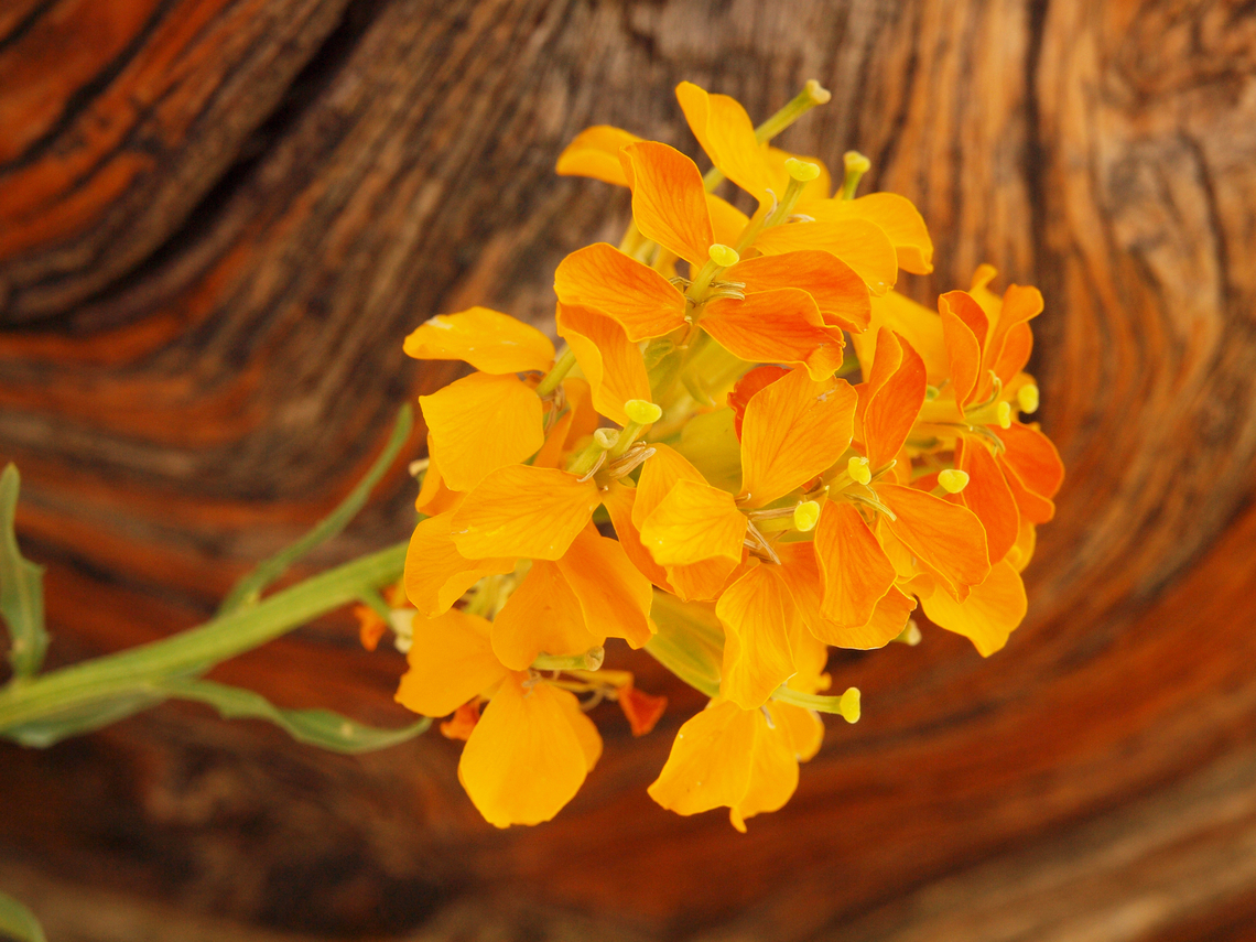 Western Wallflower, sanddune wallflower seen at 10,500 feet elevation in southern Colorado Erysimum capitatum,Sanddune wallflower