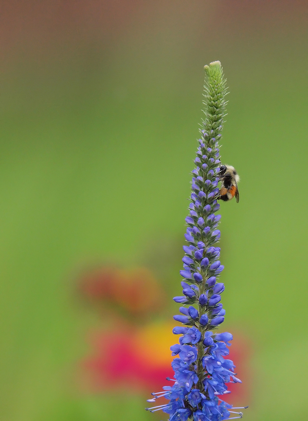 Mountain bumble bee Photographed at guest ranch in south central Colorado, 8600 feet Bombus sylvicola,bombus sylvicola