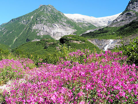 Stikine Wilderness Fireweed in Alaska&rsquo;s Stikine River area very near the Canadian border. Summer 2018 Chamerion angustifolium,Fireweed