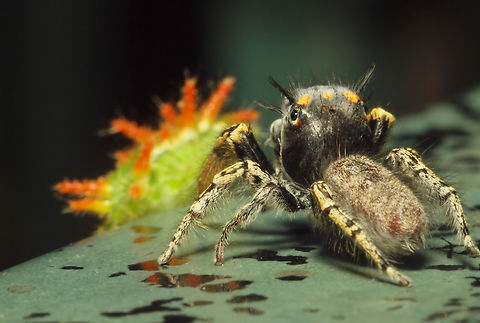 Nope. Not on my menu! male jumping spider decides a Euclea (spiny oak slug) might not be a good idea for lunch.  Argyle Texas Phidippus mastaceus,Phidippus mystaceus,spiny oak slug caterpillar