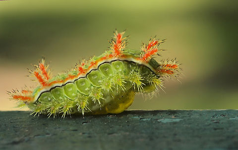 Euclea incisa Spiny Oak slug in N. Texas       Euclea  delphinii,Euclea incisa,Spiny Oak-slug