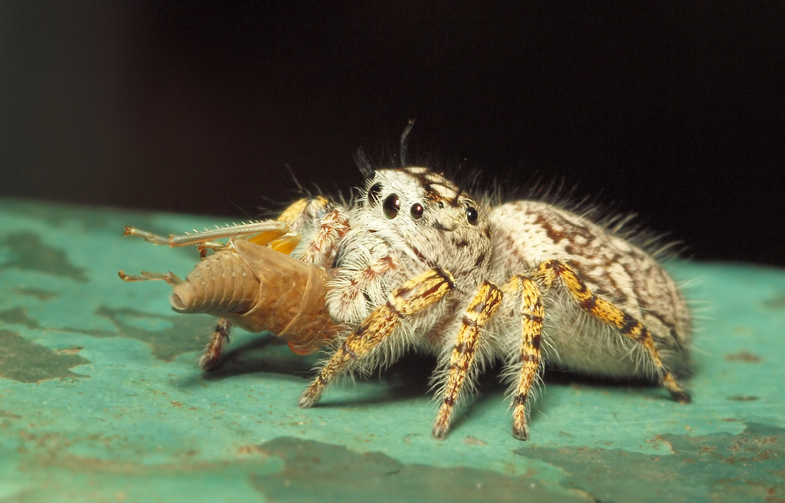 A Real Mouthfull... jumping spider dines on cicadellidae nymph.  N. Texas Cicadellidae,Phidippus mastaceus,Phidippus mystaceus