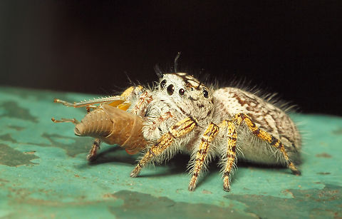 A Real Mouthfull... jumping spider dines on cicadellidae nymph.  N. Texas Cicadellidae,Phidippus mastaceus,Phidippus mystaceus