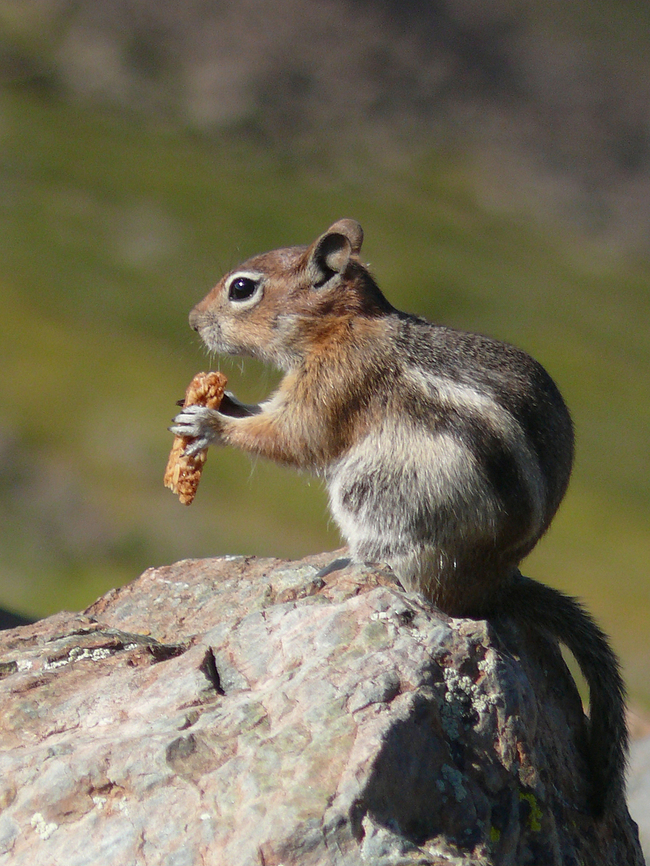 Me for Nuts photographed on summit of Wheeler Peak, NM Aug. 2008 Panasonic FZ-50 Callospermophilus lateralis,Golden-mantled ground squirrel