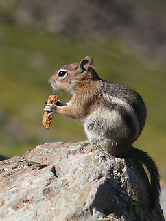 Me for Nuts photographed on summit of Wheeler Peak, NM Aug. 2008 Panasonic FZ-50 Callospermophilus lateralis,Golden-mantled ground squirrel