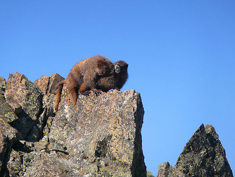 Is That You Mack? Yellow bellied marmots near summit of New Mexico high point, Wheeler Peak. Aug. 2008, Panasonic FZ-50 Marmota flaviventris,Yellow-bellied marmot