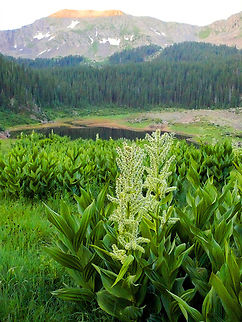 Above Williams Lake veratrum californicum on slopes below New Mexico's Wheeler Peak. Aug. 2008 Veratrum californicum
