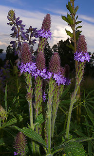 Blue verbena. Spike verbena. N. Mexico vervain mountains of New Mexico near Ruidoso. Perhaps Verbena macdougalii? Verbena hastata,blue verbena,verbena macdougalii