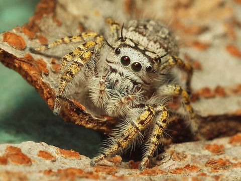 My Friend Phidippus female poses on piece of lace bark elm. N. Texas Phidippus mastaceus,Phidippus mystaceus