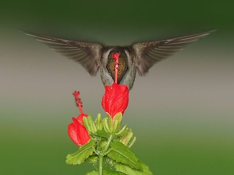 Near Symmetry Turk’s Cap with hummer. N. Texas Malvaviscus arboreus,Turk's Cap