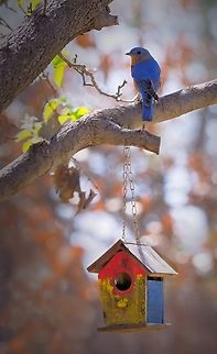 Eastern Bluebird.  Hand painted by 7 year old, (grandson of course). Male Bluebird in N. Texas Eastern bluebird,Sialia sialis