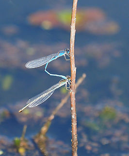 Two Blue Damselflies pond in N. Texas late November 2023 Azure Damselfly,Azure bluet,Coenagrion puella,Enallagma aspersum,Enallagma civile,Familiar Bluet
