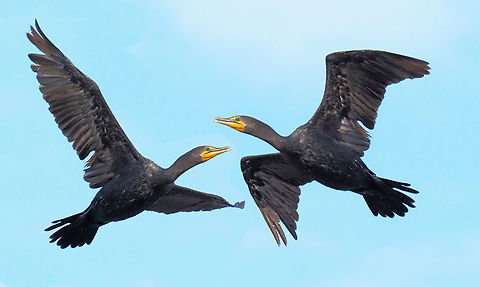 Cormorant,  Photographic  Illustration Photographed at Denton , TX.  City park lake Double-crested cormorant,Nannopterum auritum